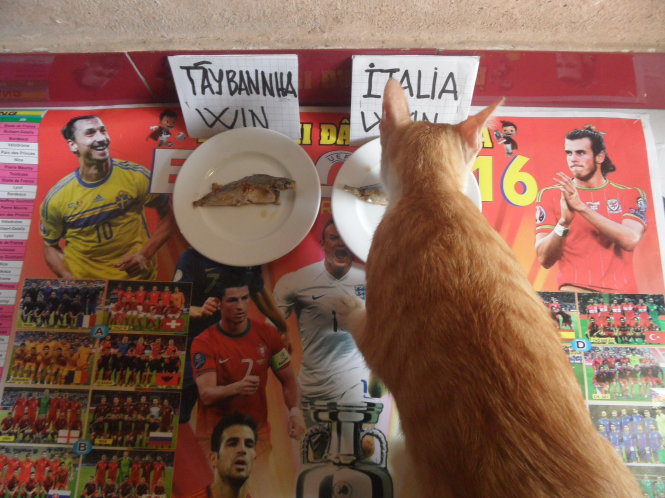 Mèo Ngốc đoán kết quả trận Ý - Tây Ban Nha 
 - Ảnh: Nguyễn Văn Hùng