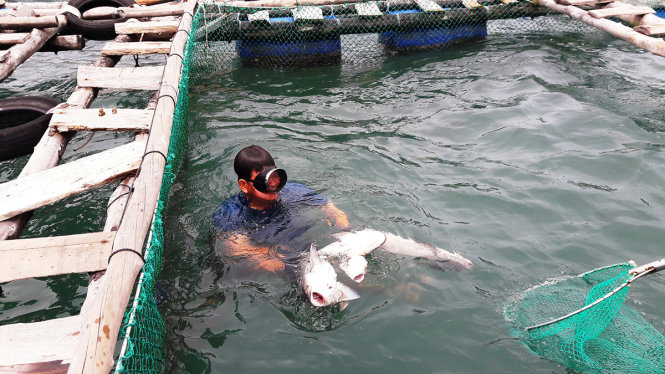 Nguyên nhân hàng ngàn con cá bớp chết đã được chủ tịch UBND tỉnh Bình Thuận chỉ đạo làm rõ - Ảnh: NG.NAM