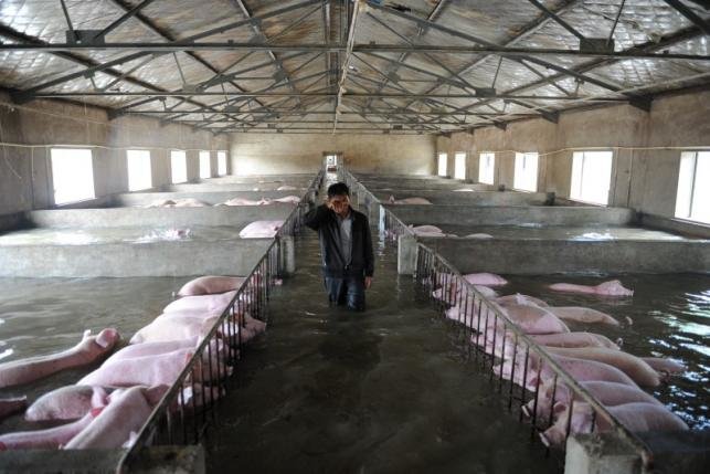 Một người đàn ông gạt nước mắt khi đi qua những chuồng lợn ngập trong nước lũ ở tỉnh An Huy, Trung Quốc ngày 4-7. Theo quy định, đàn lợn không được phép dời đi nơi khác do các lo ngại về môi trường và dịch bệnh - Ảnh: Reuters