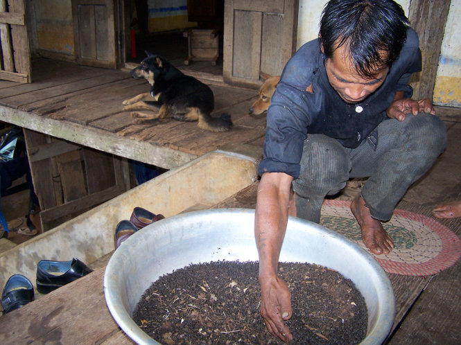 Người dân thu gom cả thau bọ đậu đen - Ảnh: T.NGUYÊN