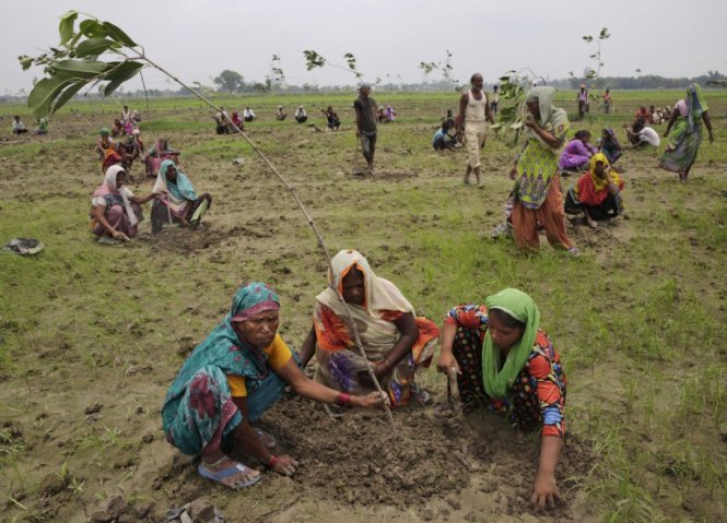 Những người phụ nữ Ấn Độ trồng cây ở vùng ngoại ô Allahabad - Ảnh: AP