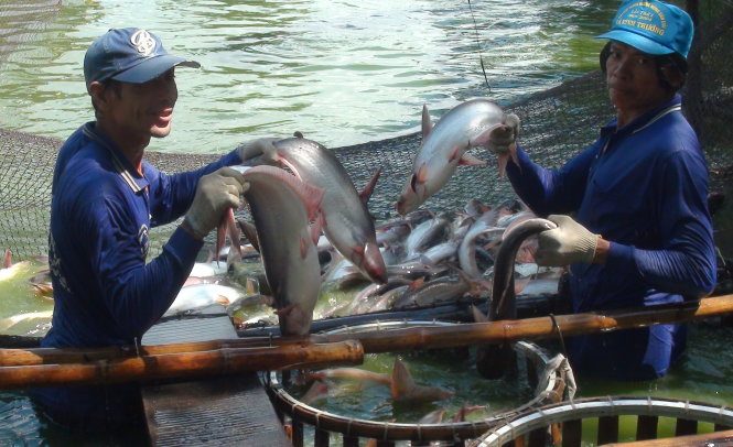 Cá tra quá lứa được người nuôi ở Châu Đốc, An Giang bán tháo cho thương lái đưa đi tiêu thụ tại thị trường nội địa với giá 17.000 đồng/kg - Ảnh: Đ.VỊNH