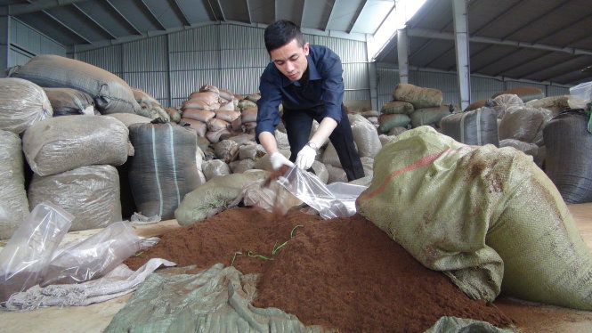 Sở NN-PTNT Lâm Đồng lấy mẫu kiểm tra tồn dư chất trái phép trong chè - Ảnh: M.VINH