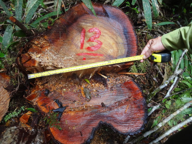 Hàng chục cây pơmu bị đốn hạ gần biên giới Việt - Lào - Ảnh: L.T