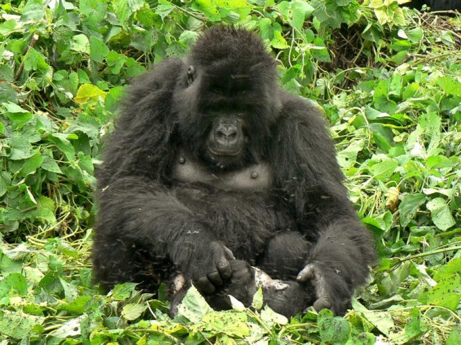 Con gorrila mẹ có tên là Ruzuri trong Vườn quốc gia Virunga của Congo đang thương xót đứa con nhỏ gần hai tuần tuổi đã chết của nó và đã giữ xác con nó trong hơn 1 tuần liền - Ảnh: National Geographic