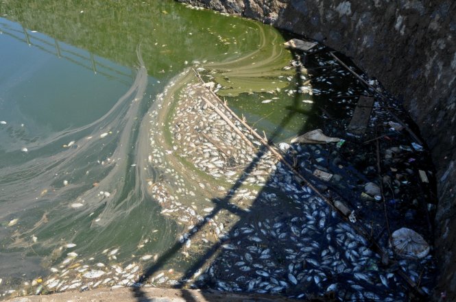 Hàng loạt con cá bỗng nhiên chết trắng hồ Đại An trong gần một tháng qua - Ảnh: Quốc Nam