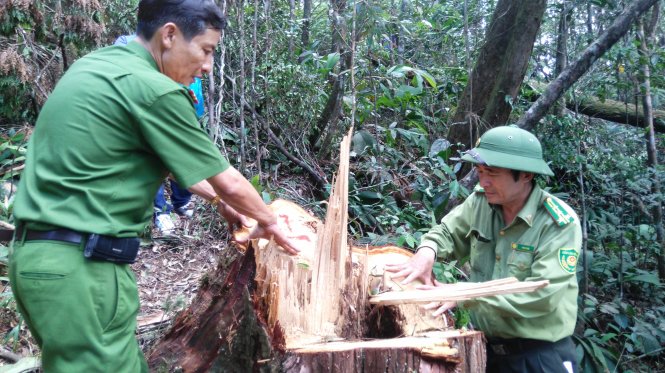 Cây pơmu hàng trăm tuổi bị đốn hạ không thương tiếc như thế này - Ảnh: LÊ TRUNG