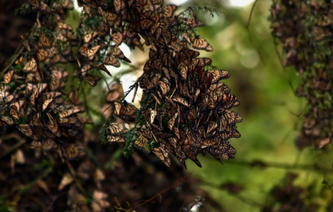 Rừng bướm thiên nhiên này đang bị đe dọa và hủy hoại nghiêm trọng