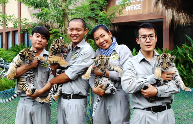 Bốn chú hổ con Phú, Quốc, Hiếu, Thảo trong vòng tay các nhân viên chăm sóc