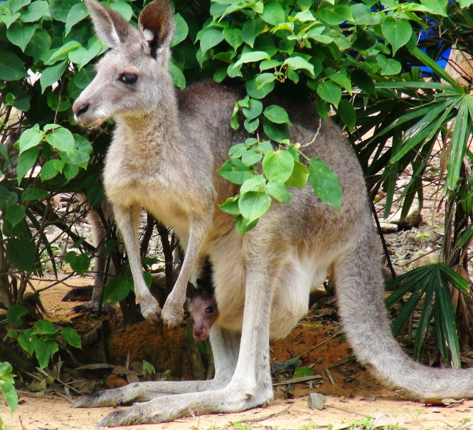Kangaroo mẹ mang con trong túi