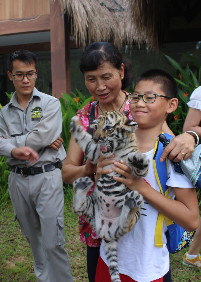 Các chú hổ con rất thân thiện với du khách dưới sự giám sát của nhân viên vườn thú