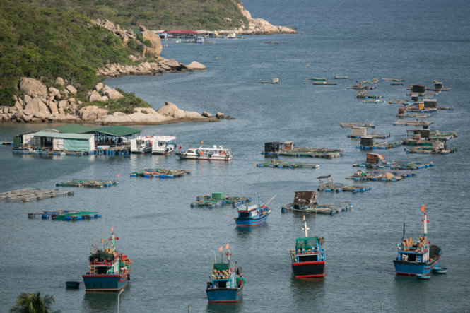 Những bè hải sản trên vịnh Vĩnh Hy, huyện Ninh Hải, Ninh Thuận - Ảnh: Tiến Thành