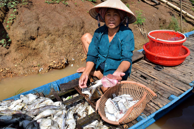 Cá chết trên sông Sài Gòn được người dân vớt lên với đủ loại lớn nhỏ - Ảnh: B.L