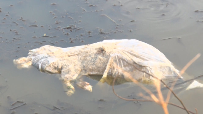Một con heo chết được bỏ vào bao ni lông vứt giữa ruộng – Ảnh: Quốc Nam