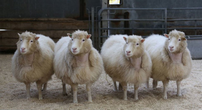 Bốn con cừu được nhân bản vô tính từ cùng dòng tế bào với cừu Dolly sinh tháng 7 năm 2007 vẫn đang phát triển bình thường ở tuổi thứ 9 - Ảnh: Nature