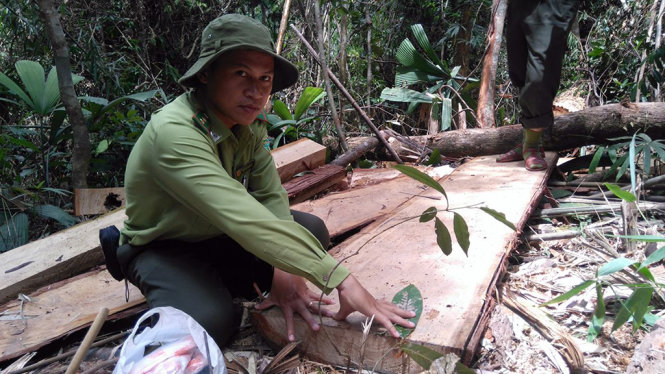 Những thân gỗ pơmu cỡ lớn mới được xẻ thành từng tấm nằm ngổn ngang trong khu rừng sát biên giới Việt - Lào Ảnh: Lê Trung
