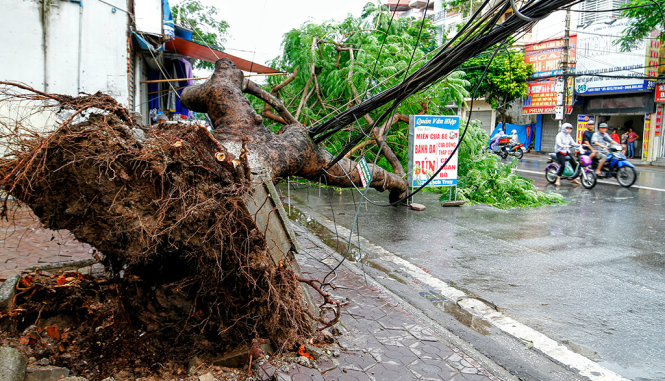 Một cây phượng lớn đổ ngã tại đường Lạch Tray - Ảnh: NAM TRẦN