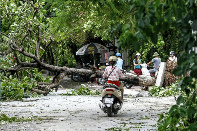 Khắp đường phố tại TP. Thái Bình tràn ngập cây đổ, việc đi lại của người dân khó khăn - Ảnh: NAM TRẦN