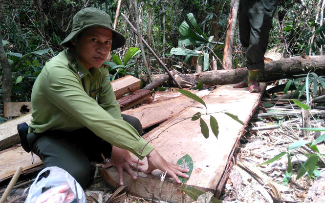 Những thân gỗ pơmu cỡ lớn mới được xẻ thành từng tấm nằm ngổn ngang trong khu rừng sát biên giới Việt - Lào - Ảnh: LÊ TRUNG