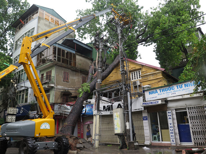 Cây xanh bật gốc đổ vào nhà dân trên phố Nguyễn Biểu - Ảnh: QUANG THẾ