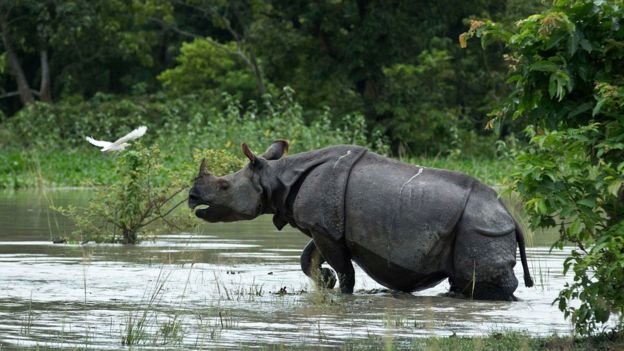 Một con tê giác lội qua vùng nước ngập ở công viên quốc gia Kaziranga, bang Assam, Ấn Độ. Nơi đây hiện bị ngập hơn 80% do lũ - Ảnh: AP