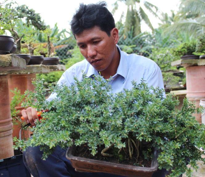 Từ niềm đam mê, anh Trần Quyền Vũ đã khởi nghiệp và làm giàu với vườn bonsai - Ảnh: Q.L.