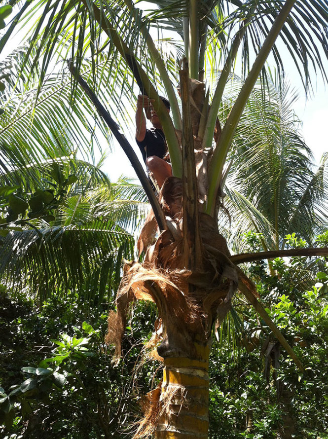 Một người dân tại huyện Châu Thành, Bến Tre đang đốn cây dừa bị đuông phá hoại - Ảnh: MẬU TRƯỜNG