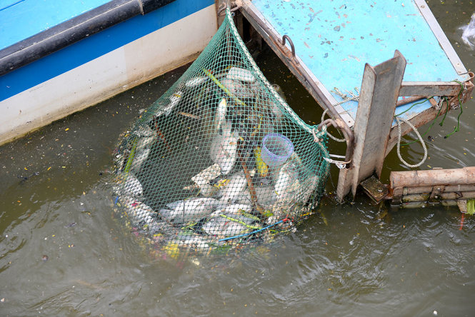 Số cá chết trên kênh Nhiêu Lộc – Thị Nghè vào ngày 2-8 chủ yếu là các rô phi - Ảnh: HỮU KHOA