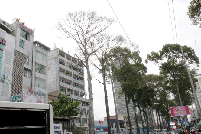 Hàng cây Dầu xuống lá bất thường trên đường Nguyễn Thị Minh Khai - Ảnh: TÂM ĐỨC