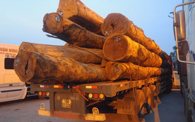 Nhiều cây gỗ khủng dài vượt quá thành thùng xe theo quy định - Ảnh: TIẾN THẮNG