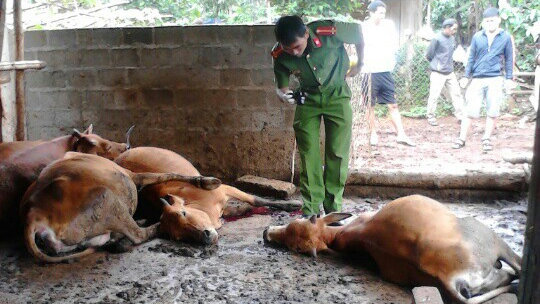 Công an khám nghiệm hiện trường bò chết tại buôn Ea Nhái. Ảnh: THU SA