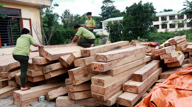 Lực lượng chức năng phát hiện nhiều bãi tập kết gỗ gần biên phòng, hải quan ở khu vực biên giới Việt - Lào - Ảnh: L.TRUNG