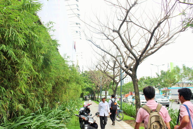Sáu cây me xanh tươi tốt trên đường Trường Sơn (hướng vào sân bay Tân Sơn Nhất, Q.Tân Bình) nay đã chết khô (ảnh chụp sáng 4-8)            - Ảnh: THƯƠNG HOÀNG