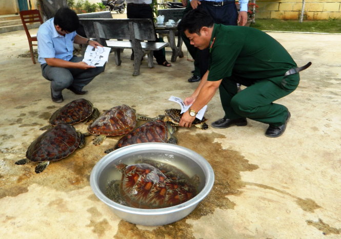 Kiểm tra sức khỏe của rùa biển trước khi thả về tự nhiên - Ảnh: TRẦN MAI
