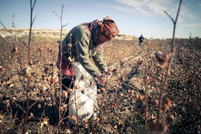 Một người thu hoạch bông vải làm việc suốt trong mùa thu hoạch tại Uzbekistan - Ảnh: Reuters