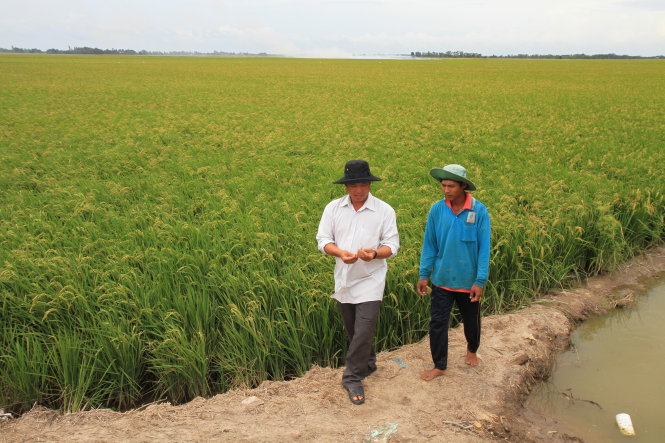 Anh Nguyễn Văn Khanh (trái) bên cánh đồng lúa Nhật thu 5-6 tỉ đồng/năm - Ảnh: V.TR.