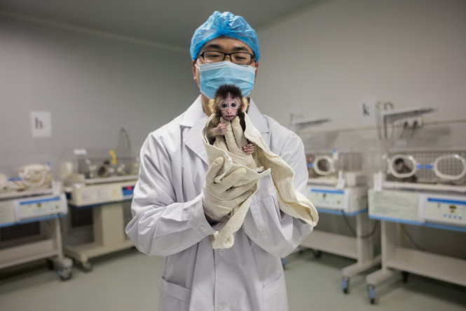 Một con khỉ sinh ra từ phôi thai được chỉnh sửa bằng CRISPR -National Geographic