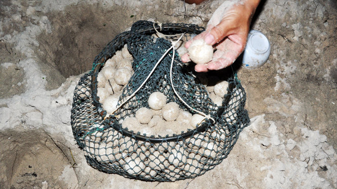 Vích đẻ trứng ở hòn Bảy Cạnh, Côn Đảo - Ảnh: Đông Hà