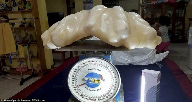 Một ngư dân Philippines đã tìm thấy khối ngọc trai khổng lồ nặng 34 kg này ở ngoài khơi đảo Palawan của Philippines từ 10 năm trước - Ảnh: Aileen Cynthia Amurao/SWNS.com