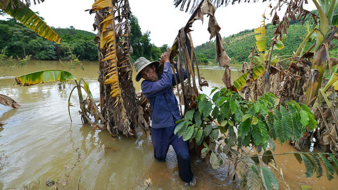 Chuối, chè, sầu riêng, cà phê bị hư hại hàng loạt từ khi sông Đại Bình bị nắn dòng, khi khu vườn gần sông giờ trở thành sông - Ảnh: MAI VINH