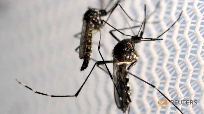 Muỗi Aedes aegypti bên trong phòng thí nghiệm Ozitec tại Campinas, Brazil hôm 2-2 - Ảnh: Reuters