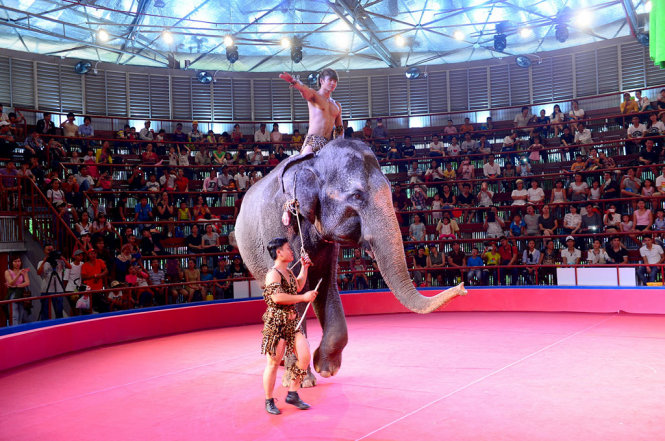 Màn xuất hiện của một con voi trong phần biểu diễn