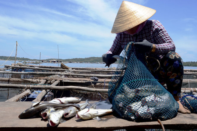 Hai ngày qua, người dân nuôi cá lồng bè ở xã Phổ Thạnh liên tục phải thu gom cá chết bất thường - Ảnh: Trần Mai