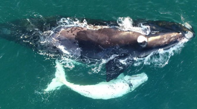 Con cá voi trắng cực hiếm được phát hiện ngoài khơi Úc - Ảnh chụp từ video clip