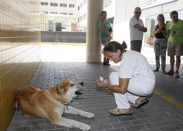 Những chú chó đáng yêu đang chờ đợi chủ nhân tại bệnh viện. Điểm nhấn của hình ảnh này chính là nụ cười tươi tắn của những bệnh nhân khi nhìn thấy chúng.
