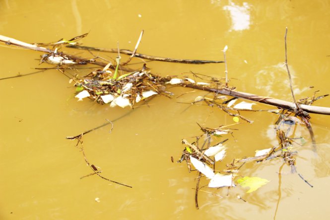Đến ngày 7-9, cá trên sông Sa Lung vẫn chết rải rác dạt vào bờ – Ảnh: QUỐC NAM