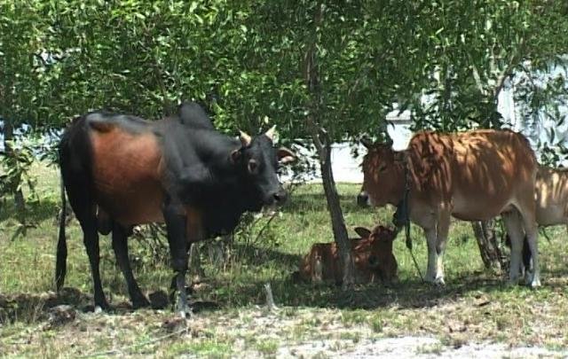 Con bò đực (màu đen, bên phải) húc chết bà Kính - Ảnh: Công Tuyền