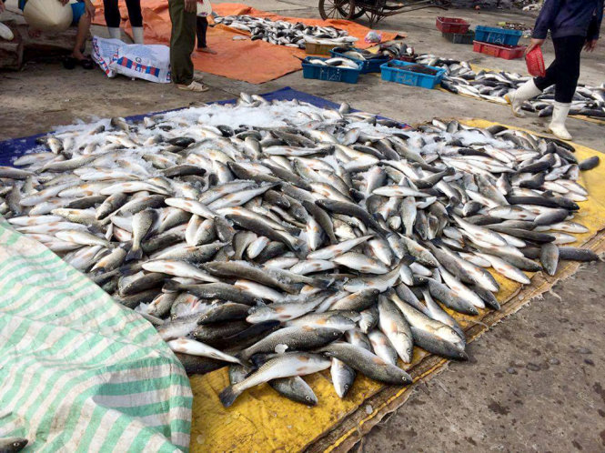 Cá lồng nuôi ở vịnh đảo Ngọc, xã Nghi Sơn, huyện Tĩnh Gia bị chết hàng loạt, được bà con ngư dân vớt lên ngày 8-9 - Ảnh: HÀ ĐỒNG