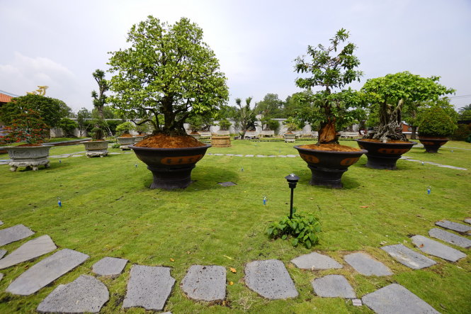Nhiều cây cảnh có giá trị trong khu vực đền thờ tổ