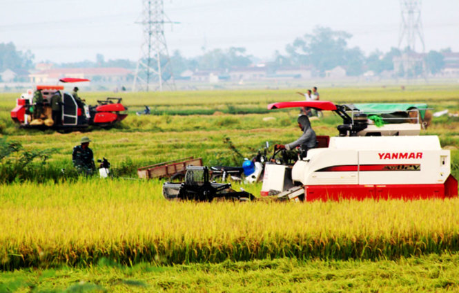 Máy gặt lúa ở huyện Yên Thành, Nghệ An - Ảnh: DOÃN HÒA